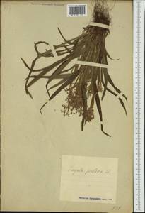 Ожика волосистая (L.) Willd., Восточная Европа, Эстония (E2c) (Эстония)