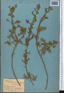 Artemisia stechmanniana Besser, Средняя Азия и Казахстан, Памир и Памиро-Алай (M2) (Таджикистан)