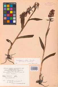 Пальчатокоренник майский (Rchb.) P.F.Hunt & Summerh., Восточная Европа, Северо-Украинский район (E11) (Украина)