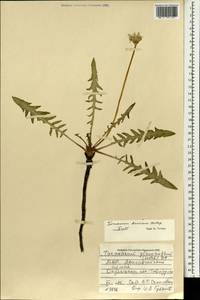 Одуванчик китайский Kitag., Монголия (MONG) (Монголия)