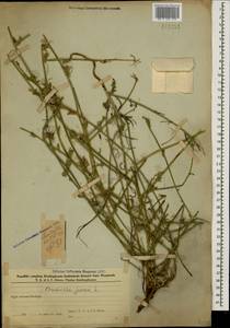 Хондрилла ситниковидная L., Кавказ, Азербайджан (K6) (Азербайджан)