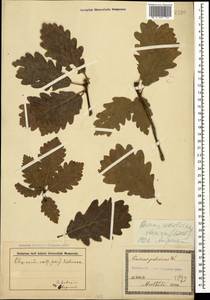 Quercus petraea subsp. polycarpa (Schur) Soó, Кавказ, Грузия (K4) (Грузия)