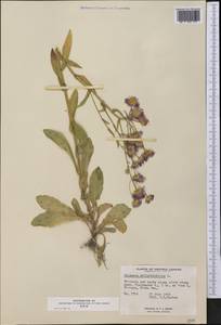 Erigeron philadelphicus L., Америка (AMER) (Канада)