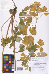 Водосбор обыкновенный L., Восточная Европа, Центральный район (E4) (Россия)