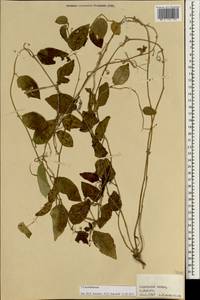 Cucurbitaceae, Зарубежная Азия (ASIA) (Сейшельские острова)