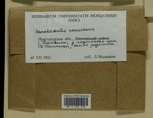 Hamatocaulis vernicosus (Mitt.) Hedenäs, Гербарий мохообразных, Мхи - Новгородская и Псковская области (B5) (Россия)