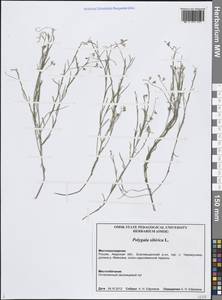 Истод сибирский L., Сибирь, Дальний Восток (S6) (Россия)