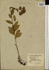 Очитник обыкновенный (L.) H.Ohba, Восточная Европа, Московская область и Москва (E4a) (Россия)