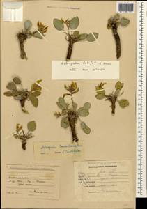Astragalus supervisus (Kuntze) Sheld., Кавказ, Армения (K5) (Армения)