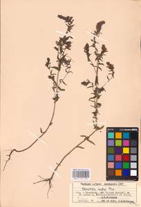 MHA 0 161 929, Зубчатка обыкновенная Moench, Восточная Европа, Восточный район (E10) (Россия)