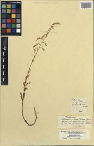 Artemisia szovitziana (Besser) Grossh., Кавказ (без точных местонахождений) (K0) (Неизвестно)