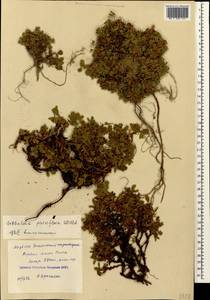 Сиббальдия мелкоцветковая Willd., Кавказ, Азербайджан (K6) (Азербайджан)