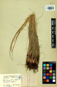 Carex myosuroides Vill., Сибирь, Прибайкалье и Забайкалье (S4) (Россия)