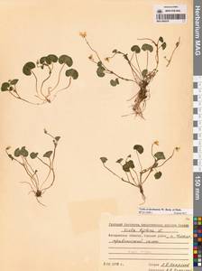 Viola crassa subsp. avatschensis (W.Becker & Hultén) Espeut, Сибирь, Чукотка и Камчатка (S7) (Россия)