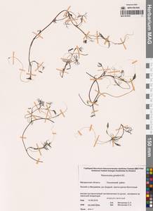 Лютик Гмелина DC., Сибирь, Чукотка и Камчатка (S7) (Россия)