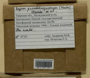 Ptychostomum pseudotriquetrum (Hedw.) J.R. Spence & H.P. Ramsay, Гербарий мохообразных, Мхи - Центральное Нечерноземье (B6) (Россия)