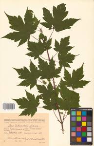 Клен Чоноски Maxim., Сибирь, Дальний Восток (S6) (Россия)