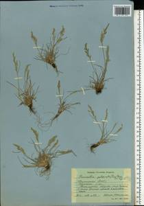 Puccinellia capillaris subsp. pulvinata (Fr.) Tzvelev, Восточная Европа, Северный район (E1) (Россия)