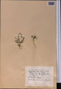 Euphorbia granulata Forssk., Средняя Азия и Казахстан, Прикаспийский Устюрт и Северное Приаралье (M8) (Казахстан)