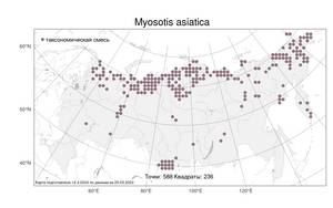 Myosotis asiatica, Незабудка азиатская (Vestergr. ex Hultén) Schischk. & Serg., Атлас флоры России (FLORUS) (Россия)