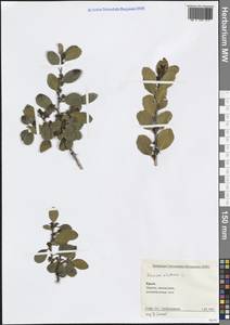 Жостер вечнозеленый L., Крым (KRYM) (Россия)