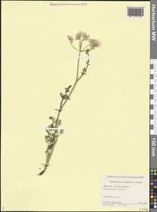 Морковница восточная (L.) Drude, Кавказ, Дагестан (K2) (Россия)