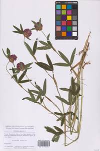 Клевер альпийский L., Восточная Европа, Московская область и Москва (E4a) (Россия)