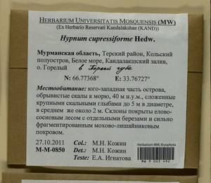Hypnum cupressiforme Hedw., Гербарий мохообразных, Мхи - Карелия, Ленинградская и Мурманская области (B4) (Россия)