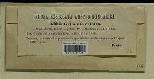Grimmia crinita Brid., Гербарий мохообразных, Мхи - Западная Европа (BEu) (Чехия)