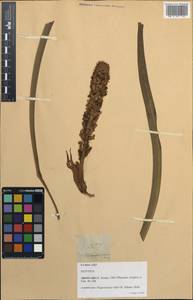 Plagiostachys rolfei (K.Schum.) Ridl., Зарубежная Азия (ASIA) (Филиппины)