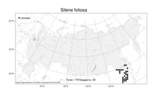 Silene foliosa, Смолевка олиственная Maxim., Атлас флоры России (FLORUS) (Россия)