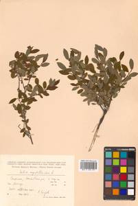 Ива черничная L., Сибирь, Дальний Восток (S6) (Россия)