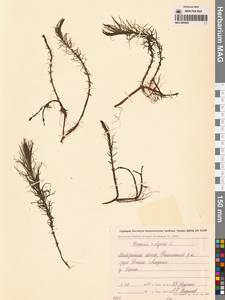 Хвостник обыкновенный, Водяная сосенка L., Сибирь, Чукотка и Камчатка (S7) (Россия)