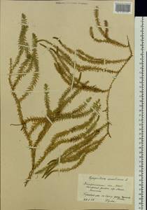 Spinulum annotinum subsp. annotinum, Восточная Европа, Западно-Украинский район (E13) (Украина)