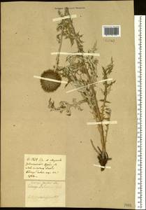 Echinops davuricus Fisch. ex DC., Сибирь, Прибайкалье и Забайкалье (S4) (Россия)