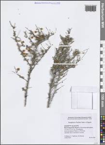 Курчавка шиповатая L., Восточная Европа, Нижневолжский район (E9) (Россия)