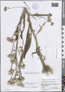 Солончковая астра паннонская, Триполиум солончаковый (Jacq.) Dobrocz., Кавказ, Ставропольский край, Карачаево-Черкесия, Кабардино-Балкария (K1b) (Россия)