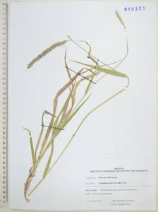 Вейник Короткого Litv., Сибирь, Дальний Восток (S6) (Россия)