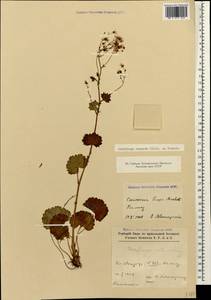 Saxifraga rotundifolia subsp. rotundifolia, Кавказ, Грузия (K4) (Грузия)