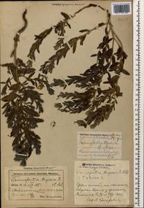 Heliotropium sibiricum (L.) J.I.M.Melo, Кавказ, Азербайджан (K6) (Азербайджан)