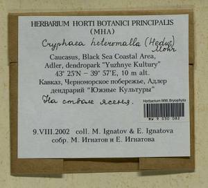 Cryphaea heteromalla (Hedw.) Brid., Гербарий мохообразных, Мхи - Северный Кавказ и Предкавказье (B12) (Россия)