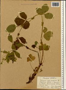 Лапчатка высокая Willd. ex Schltdl., Кавказ, Краснодарский край и Адыгея (K1a) (Россия)