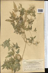 Ломонос восточный L., Средняя Азия и Казахстан, Сырдарьинские пустыни и Кызылкумы (M7)