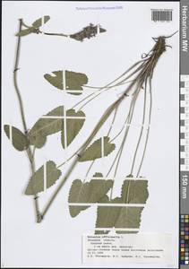 Betonica officinalis subsp. officinalis, Восточная Европа, Центральный лесостепной район (E6) (Россия)