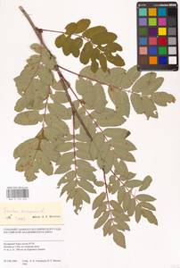 Рябина обыкновенная L., Сибирь, Западная Сибирь (S1) (Россия)