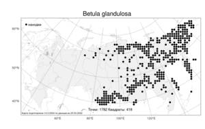 Betula glandulosa, Береза железистая Michx., Атлас флоры России (FLORUS) (Россия)