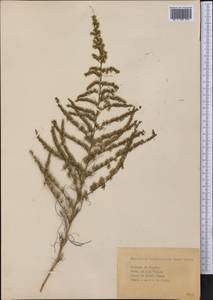 Eupatorium capillifolium (Lam.) Small, Америка (AMER) (Куба)