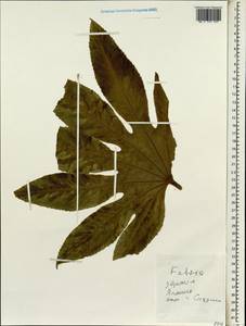 Fatsia japonica (Thunb.) Decne. & Planch., Зарубежная Азия (ASIA) (Япония)