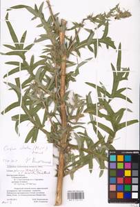 Lophiolepis ciliata subsp. ciliata, Восточная Европа, Центральный лесостепной район (E6) (Россия)
