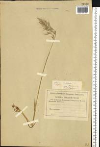 Avenula pubescens (Huds.) Dumort., Восточная Европа, Северо-Западный район (E2) (Россия)